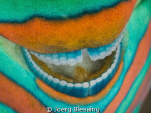 Smile of a parrotfish. by Joerg Blessing 